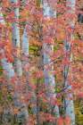 USA, Utah, Garden City. Aspen and maple on hillsides just east of town Art Print